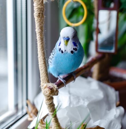 budgerigar, small talking male of blue color, cute playful pet, close-upの写真素材