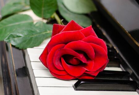 red rose with green leaves on the keys of an old piano, closeupの写真素材