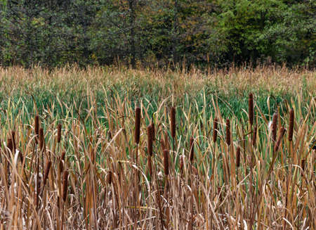 reeds with green leaves on the shore of a pond, autumn day close-up