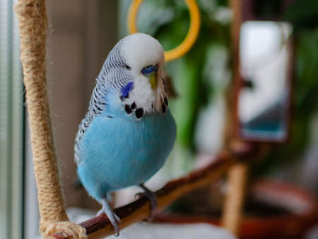 budgie male blue bird fluffy playful animal, pet close-upの写真素材