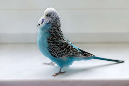 budgie male blue bird fluffy playful animal, pet close-upの写真素材