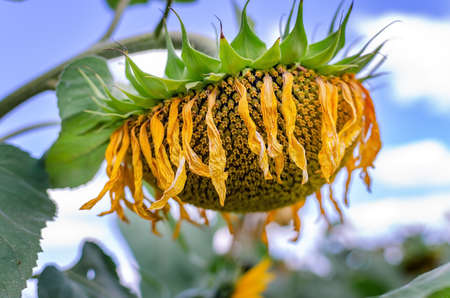 yellow sunflower flowers with petals and stamens, natural flowers close-upの写真素材