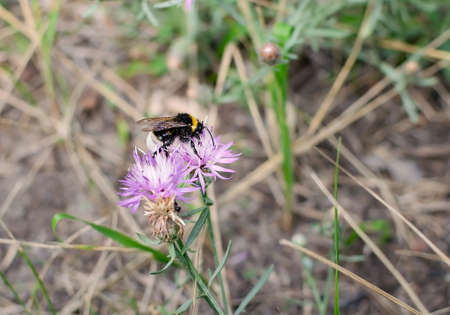 bumblebee on pink flower in a meadow on a summer day, close up