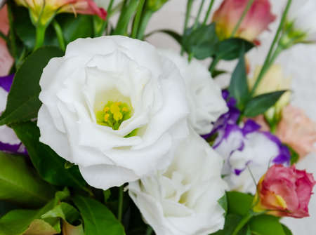 eustoma natural bright flower in a bouquet, a gift for the holiday on the table, close-upの写真素材