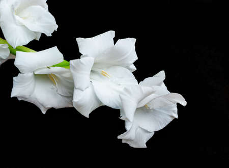 white gladiolus flower on background, minimal floral concept, simple modern, isolated flower close upの写真素材