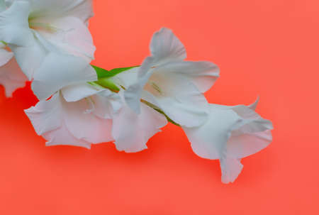 white gladiolus flower on background, minimal floral concept, simple modern, isolated flower close upの写真素材