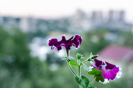 petunia, bright beautiful flowers on a green background in the form of a bell, shallow depth of fieldの写真素材