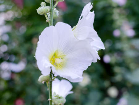 garden flower of delicate color, with yellow stamens, in the garden on a summer day close-upの写真素材