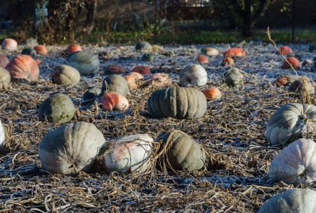 pumpkin in a field outdoors, covered with hoarfrost, sunny autumn morningの写真素材