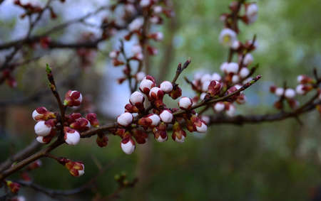 branch with buds of fruit tree, spring day, close-up