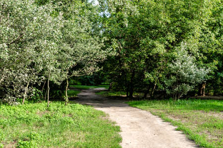 pedestrian road leading to the forest on a warm summer day