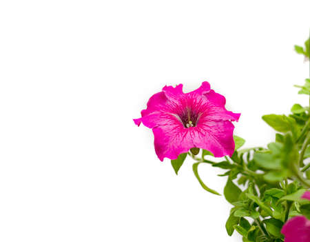 petunia, bright beautiful flowers with green leaves on a light background, close upの写真素材