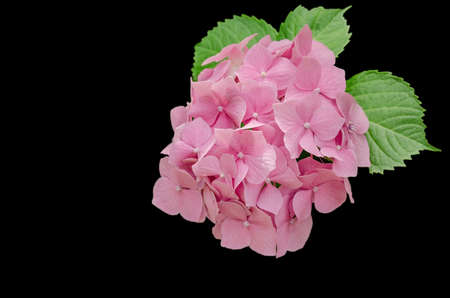 pink hydrangea flowers with green leaves, isolate on a black background, close-upの写真素材