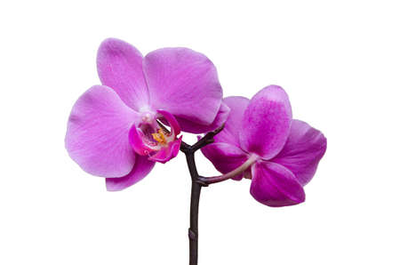 orchid, bright beautiful flowers on a white background, isolate close-upの写真素材
