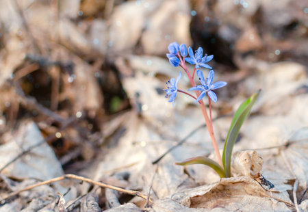 blue snowdrop flowers in the forest on a background of dry leaves, close up