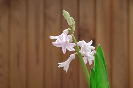 hyacinth flowers with green leaves on wood background