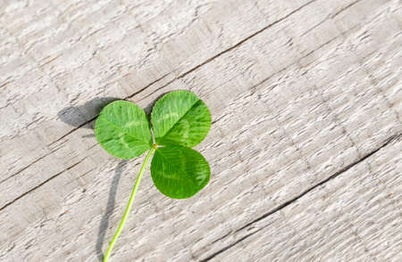 Green leaf of clover on a background of old wooden boards. Shamrock symbol of St. Patrick's Day.の写真素材