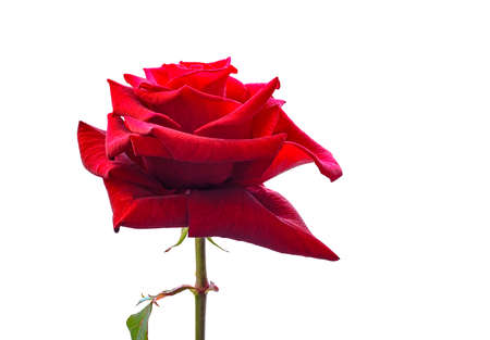 one red rose flower, isolated on white backgroundの写真素材