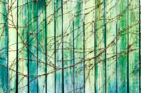 wood green background, worn wood planks entwined with the stem of a creeping plantの写真素材