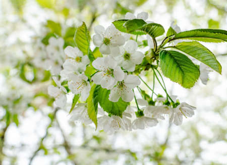 Blossoming cherry branch in a spring garden, close up
