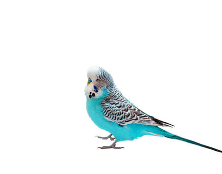 bird, wavy parrot blue color isolated on white backgroundの写真素材