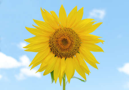 Blooming sunflower against the blue sky. Sunflower Sunny Day Yellow Pattern Blooming Sunflower Seeds Petalsの写真素材