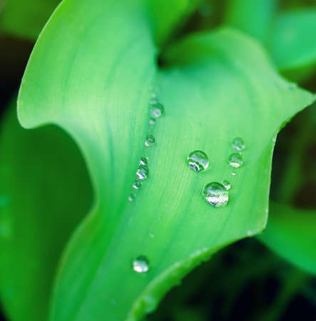 beautiful natural background, raindrops on a green leaf close up