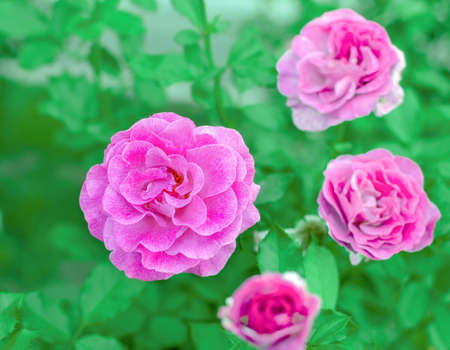 pink rose flower on a background of green leaves, close-up, floral background