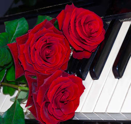 bouquet of natural cut roses on piano keys, with empty space for insertionの写真素材