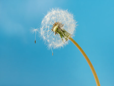 fluffy dandelion with seeds on a blue background, natural background illustrationの写真素材