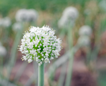 Blooming onion close-up, white onion flowers on a summer field. Natural background with copy space.の写真素材