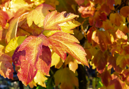 Autumn leaves in vivid red and yellow tones, illuminated by sunlight. The close-up captures the rich texture and warm colors of fall foliageの写真素材