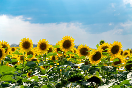 A field filled with radiant sunflowers stands tall under a partly cloudy sky, showcasing nature's beauty on a summer day.の写真素材