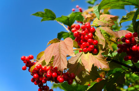 Viburnum berries in a close-up shot with green and brown leaves, highlighted against a clear blue sky, capturing the vibrant colors of autumnの写真素材