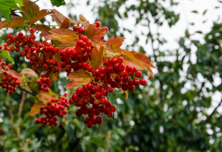 Viburnum berries in a close-up shot with green and brown leaves, highlighted against a clear blue sky, capturing the vibrant colors of autumnの写真素材