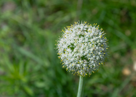 White garlic flowers with yellow centers bloom in a field against a background of green grass.の写真素材