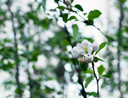 Delicate white and pink apple blossoms captured on a sunlit branch, symbolizing the gentle beauty of spring and nature's renewal in a peaceful atmosphere.の写真素材