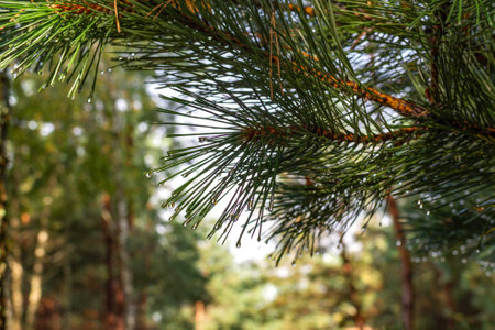 Vibrant pine tree branch with sunlight streaming through, highlighting natural beauty and serenity in a lush forest setting. Captures nature's tranquility and abundant greenery with glistening raindrops from recent rainfall.の写真素材