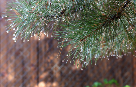 Vibrant pine tree branch with sunlight streaming through, highlighting natural beauty and serenity. Captures nature's tranquility and abundant greenery with glistening raindrops from recent rainfall.の写真素材