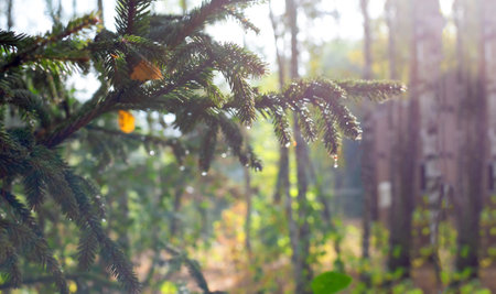 Vibrant pine tree branch with sunlight streaming through, highlighting natural beauty and serenity in a lush forest setting. Captures nature's tranquility and abundant greenery with glistening raindrops from recent rainfall.の写真素材