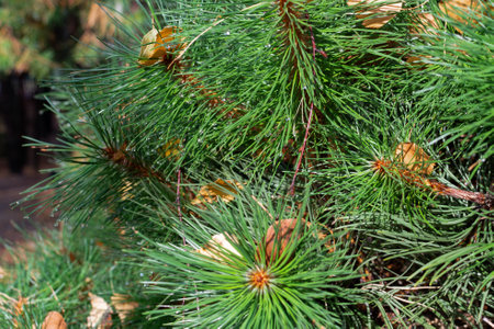 Vibrant pine tree branch with sunlight streaming through, highlighting natural beauty and serenity in a lush forest setting. Captures nature's tranquility and abundant greenery with glistening raindrops from recent rainfall.の写真素材