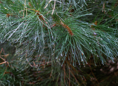 Vibrant pine tree branch with sunlight streaming through, highlighting natural beauty and serenity in a lush forest setting. Captures nature's tranquility and abundant greenery with glistening raindrops from recent rainfall.の写真素材
