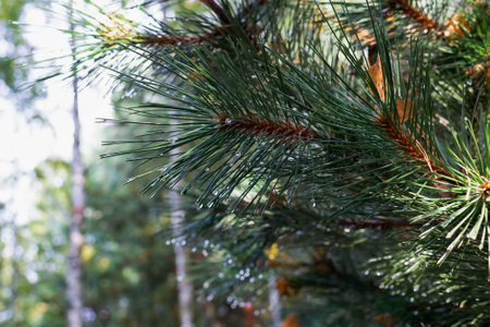 Vibrant pine tree branch with sunlight streaming through, highlighting natural beauty and serenity in a lush forest setting. Captures nature's tranquility and abundant greenery with glistening raindrops from recent rainfall.の写真素材