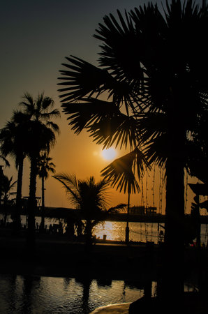 A peaceful beach area filled with palm trees and lush greenery. The sun sets, pouring warmth.