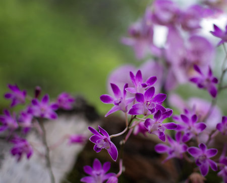 Delicate purple orchid flowers cascade in a blurred green garden background. Close-up composition...