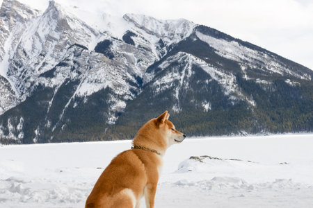 Shiba Inu dog sits in deep snow facing a vast snowy mountain range and frozen lake, conveying...