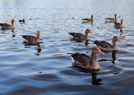 A group of greylag geese glide across calm blue lake water, their orange beaks and detailed feathers mirrored in gentle ripples, conveying peaceful wildlife, natural habitat and serene outdoor scenes.