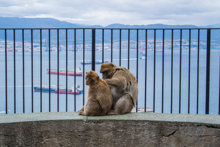 Two barbery apes sitting and grooming on a wall at the top of The Rock of Gibraltar against scenic seascape on a cloudy day.の写真素材