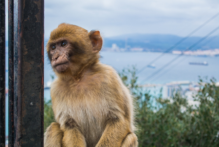 A young barbery ape sitting on a wall at the top of The Rock of Gibraltar against scenic seascape on a cloudy day.の写真素材