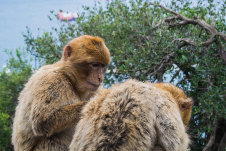Two barbery apes sitting and grooming on a wall at the Gibraltar nature reserve against scenic seascape on a cloudy day.の写真素材